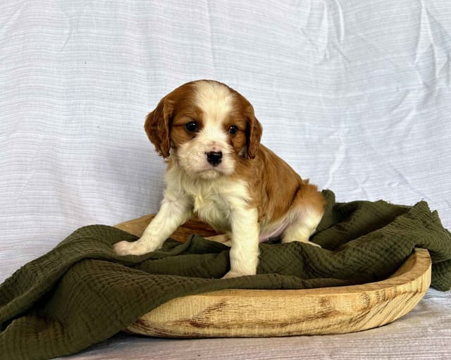 Cavalier King Charles Spaniel Puppies media 5
