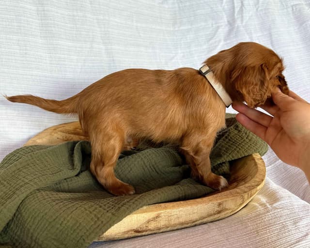 Cavalier King Charles Spaniel Puppies media 7
