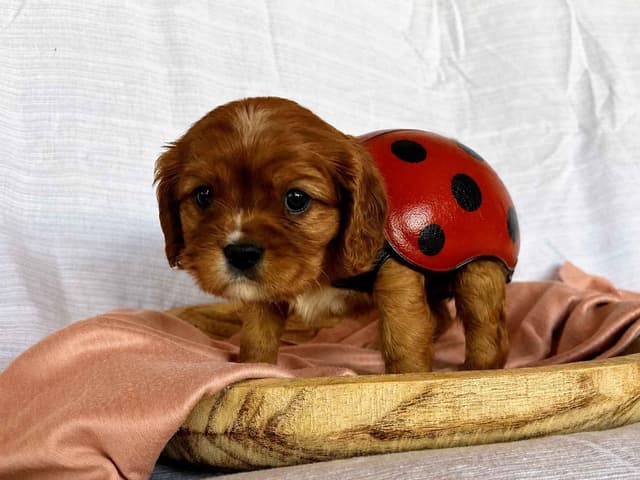 Cavalier King Charles Spaniel Puppies media 8