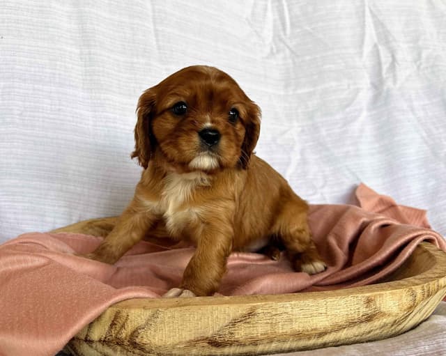 Cavalier King Charles Spaniel Puppies media 10