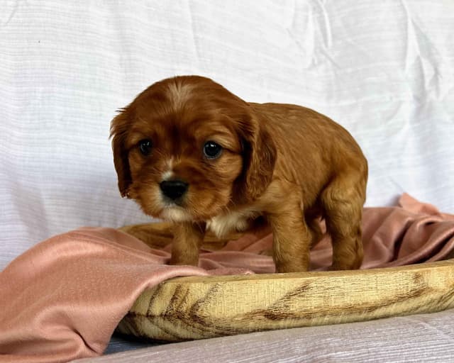 Cavalier King Charles Spaniel Puppies media 11