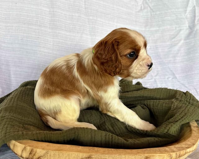 Cavalier King Charles Spaniel Puppies media 13