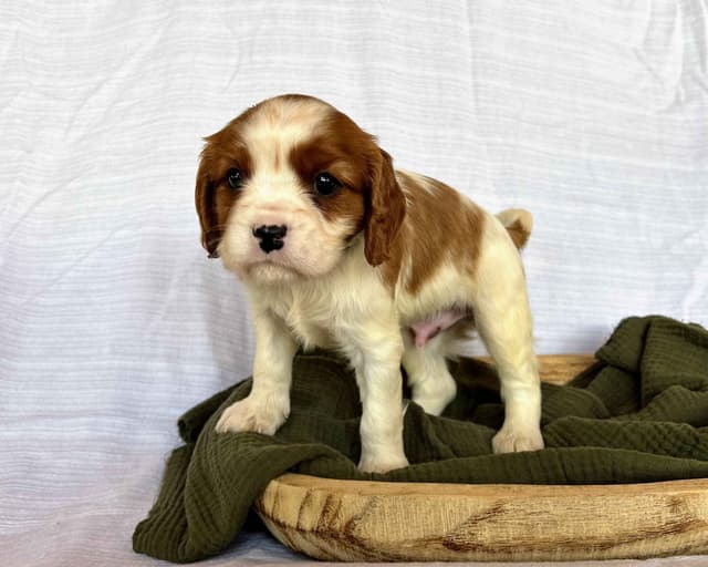 Cavalier King Charles Spaniel Puppies media 12