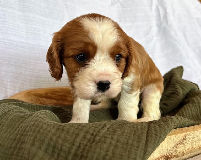 Cavalier King Charles Spaniel Puppies media 15
