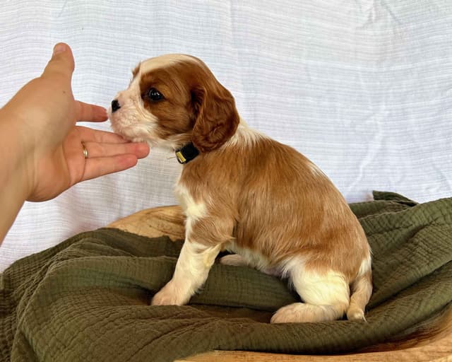 Cavalier King Charles Spaniel Puppies media 17