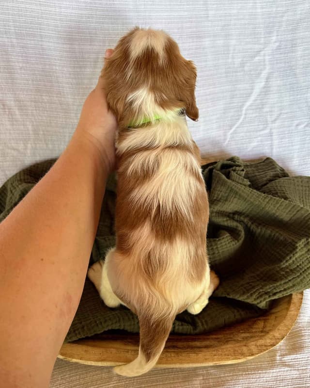 Cavalier King Charles Spaniel Puppies media 16
