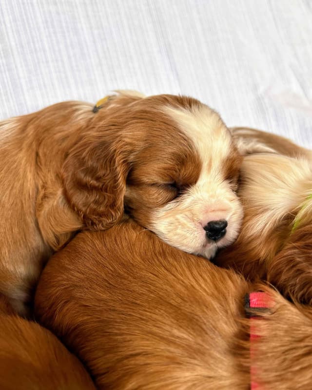 Cavalier King Charles Spaniel Puppies media 18