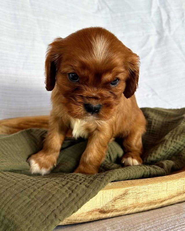 Cavalier King Charles Spaniel Puppies media 19