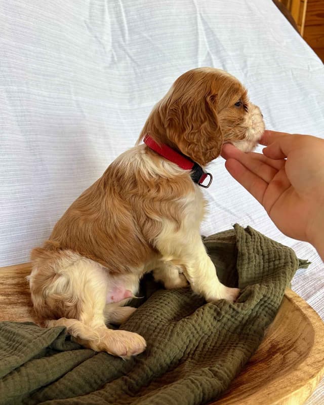 Cavalier King Charles Spaniel Puppies media 20