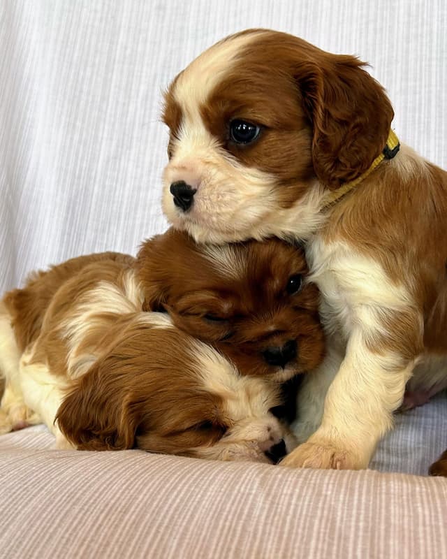 Cavalier King Charles Spaniel Puppies media 21