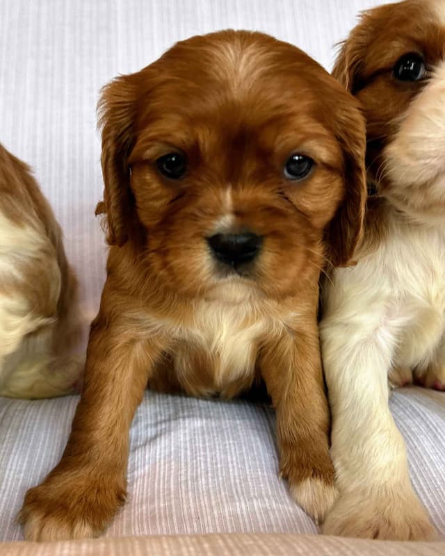 Cavalier King Charles Spaniel Puppies media 22