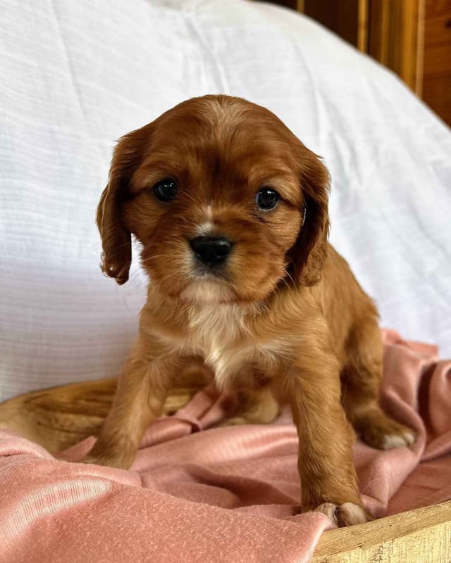 Cavalier King Charles Spaniel Puppies media 23