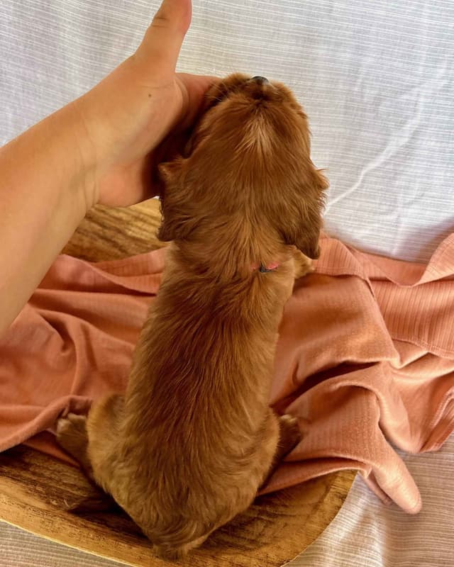 Cavalier King Charles Spaniel Puppies media 25