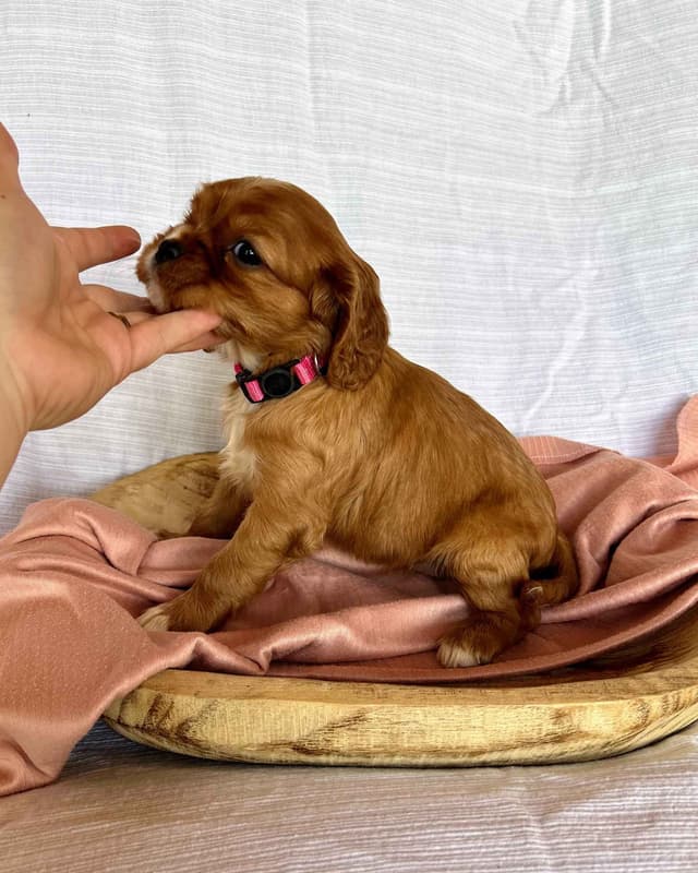 Cavalier King Charles Spaniel Puppies media 24