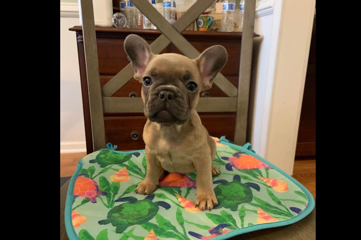 French Bulldog Puppies breeder image 1