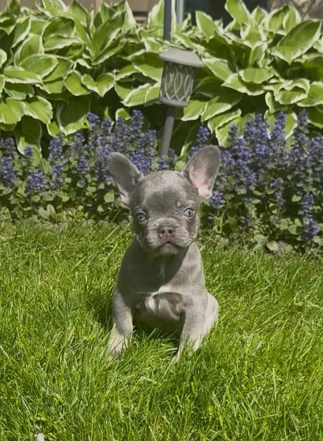 French Bulldog Puppies media 3
