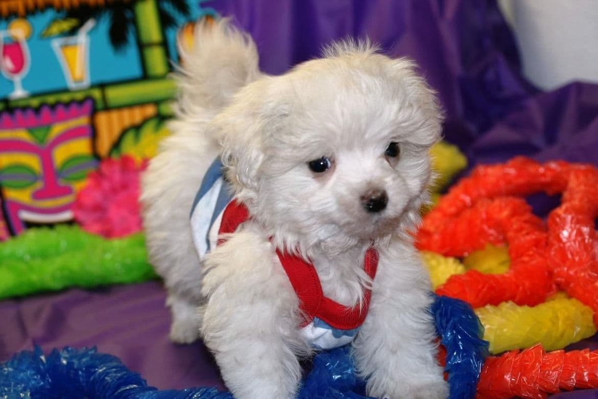 Sweet AKC Maltese Boys – Born 6/22 breeder image 1