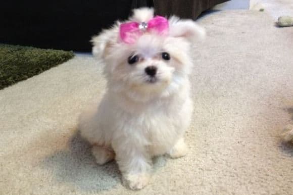 Sweet AKC Maltese Boys – Born 6/22 breeder image 2