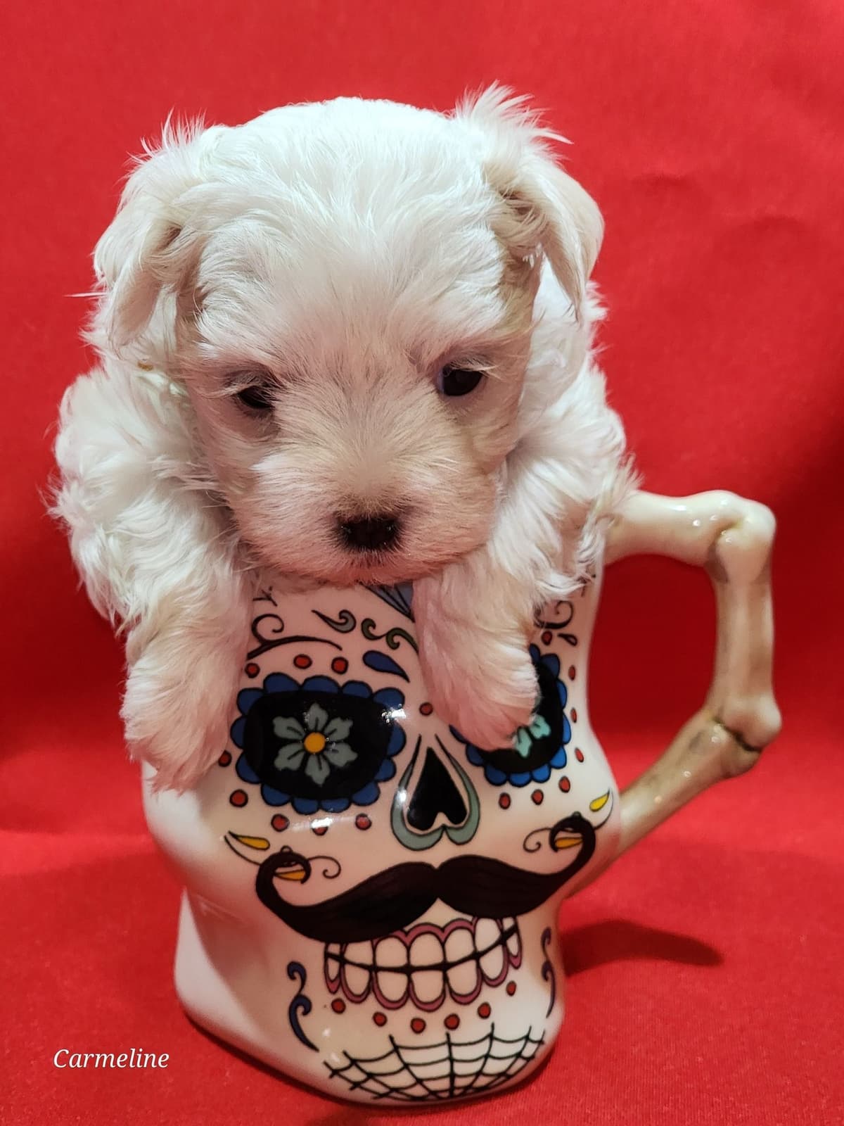Sweet AKC Maltese Boys – Born 6/22 breeder image 5