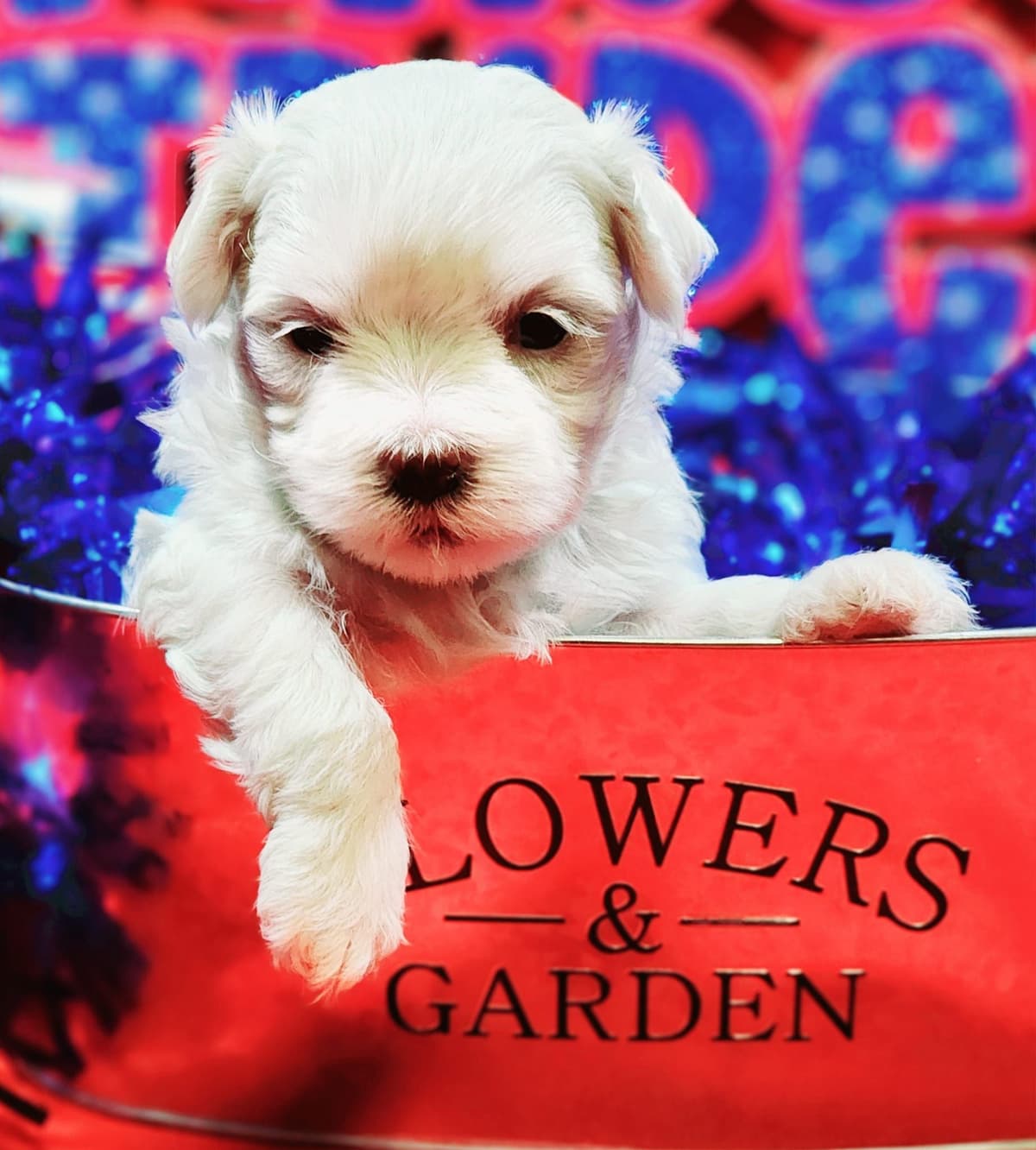 Sweet AKC Maltese Boys – Born 6/22 breeder image 6