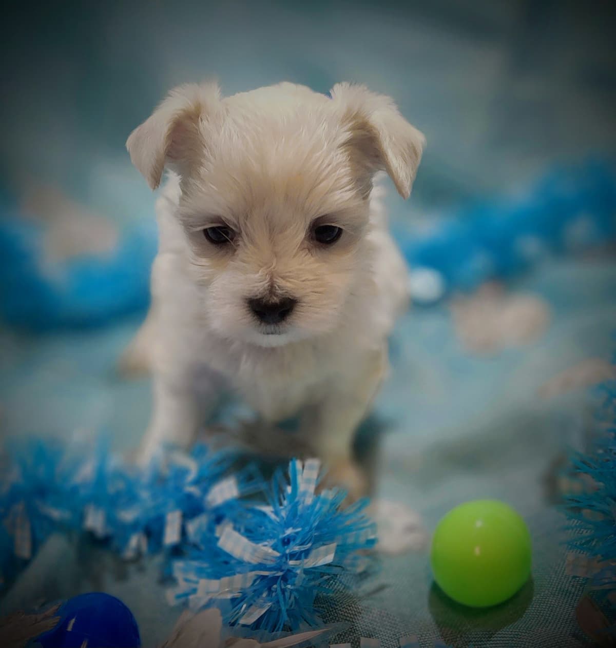 Sweet AKC Maltese Boys – Born 6/22 breeder image 7