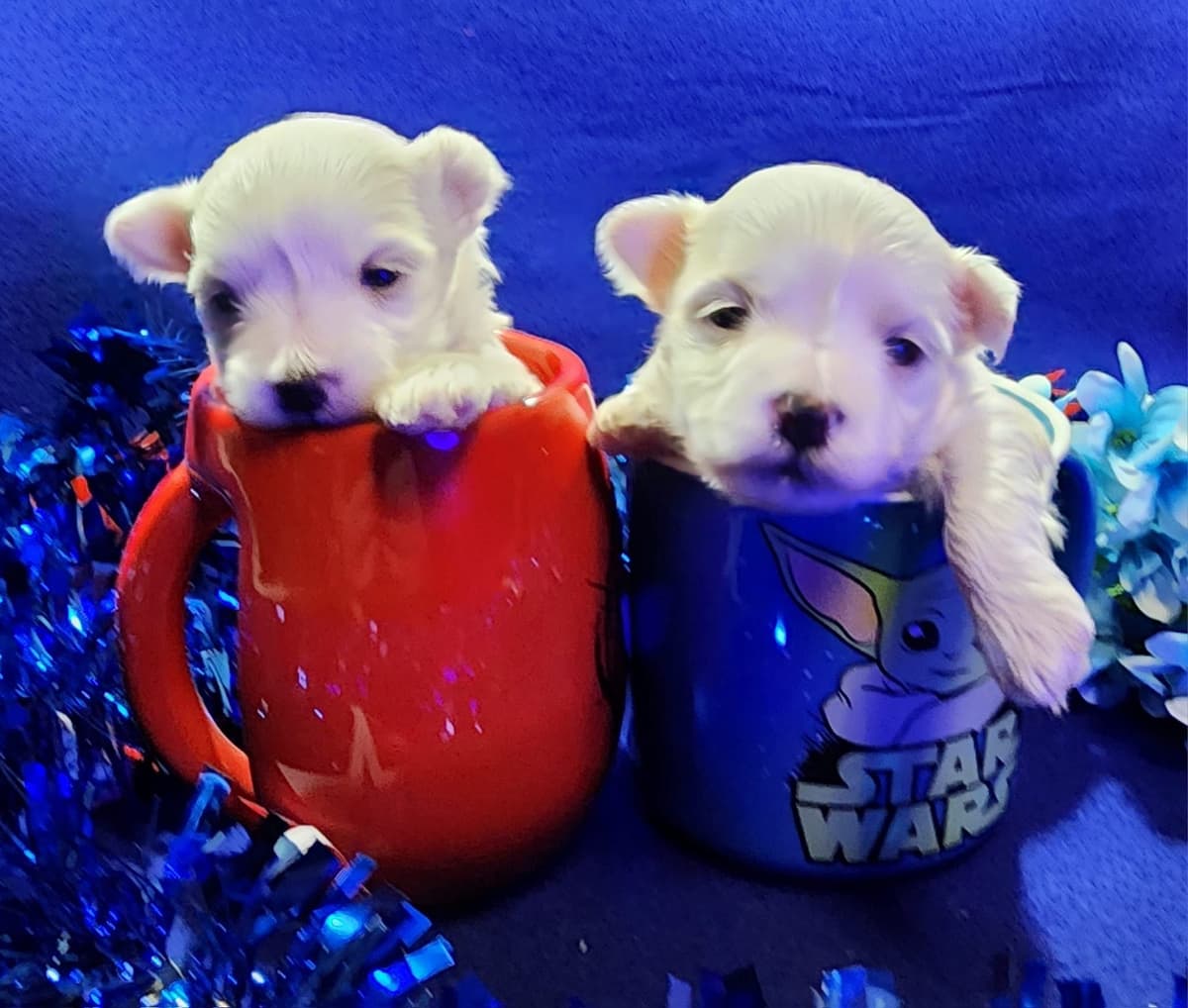 Sweet AKC Maltese Boys – Born 6/22 breeder image 9