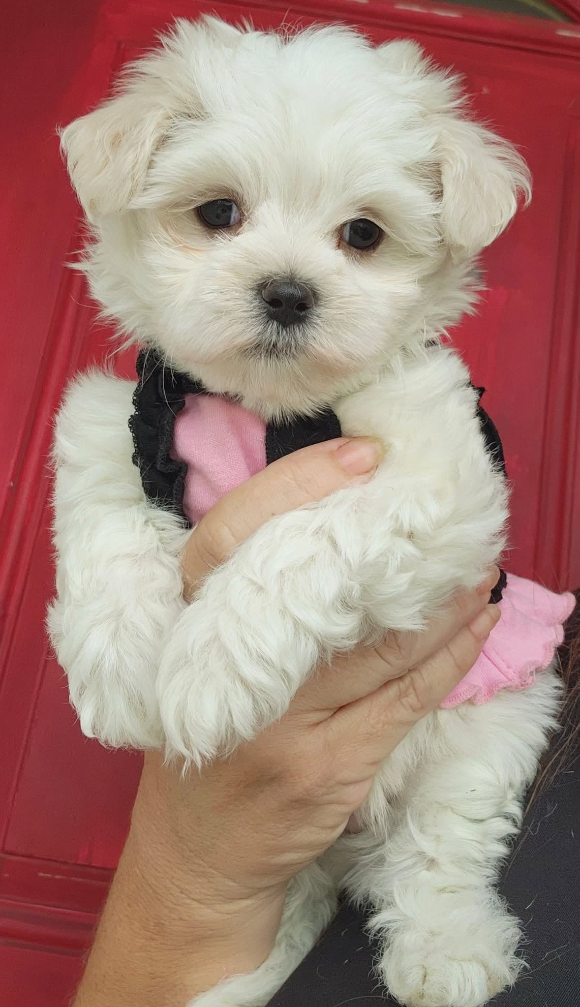 Sweet AKC Maltese Boys – Born 6/22 breeder image 10