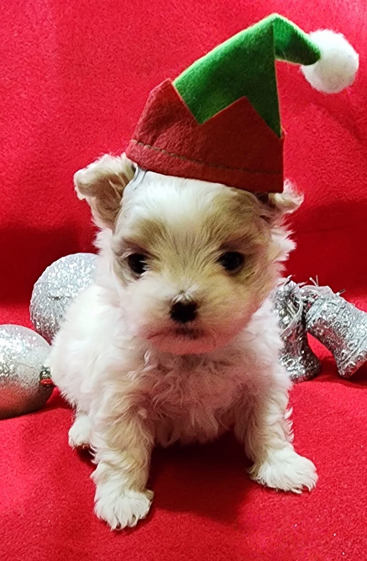 Sweet AKC Maltese Boys – Born 6/22 breeder image 12