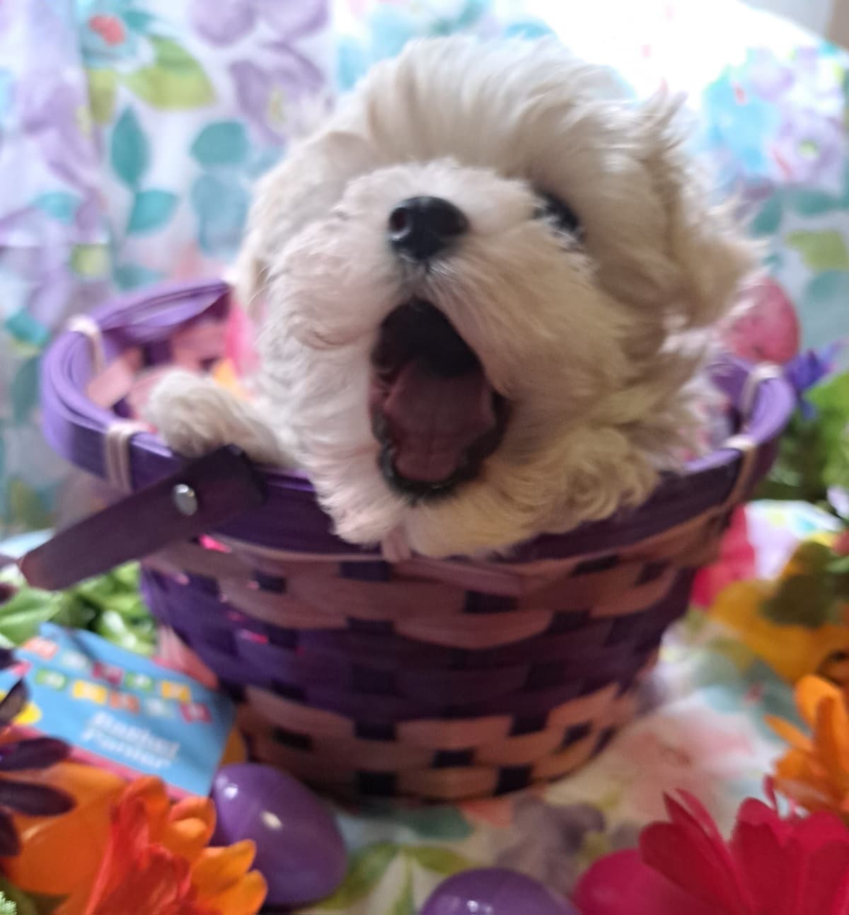 Sweet AKC Maltese Boys – Born 6/22 breeder image 15