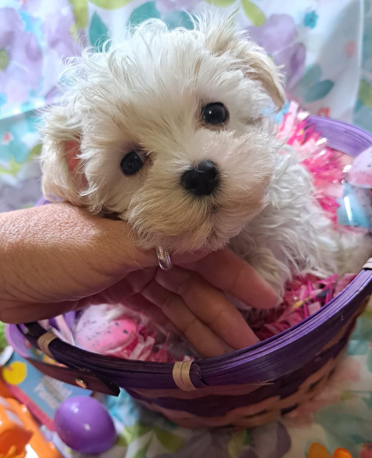 Sweet AKC Maltese Boys – Born 6/22 breeder image 16