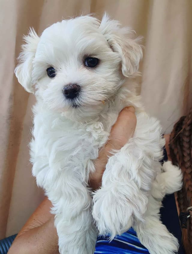 Tiny Sweet Little AKC Maltese Girl with Teddy Bear Face Ready 5-13 media 2