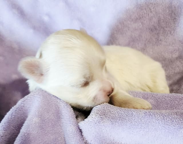 Sweet AKC Maltese Boys – Born 6/22 media 6