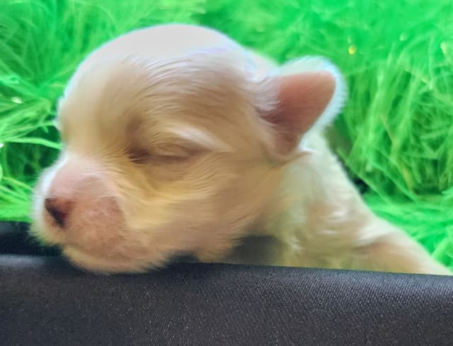 Sweet AKC Maltese Boys – Born 6/22 media 4