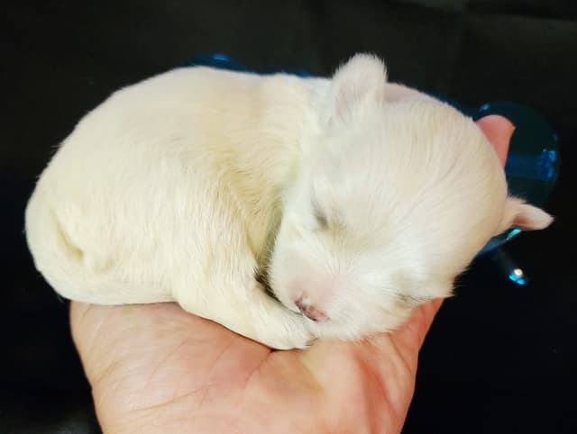 Sweet AKC Maltese Boys – Born 6/22 media 2