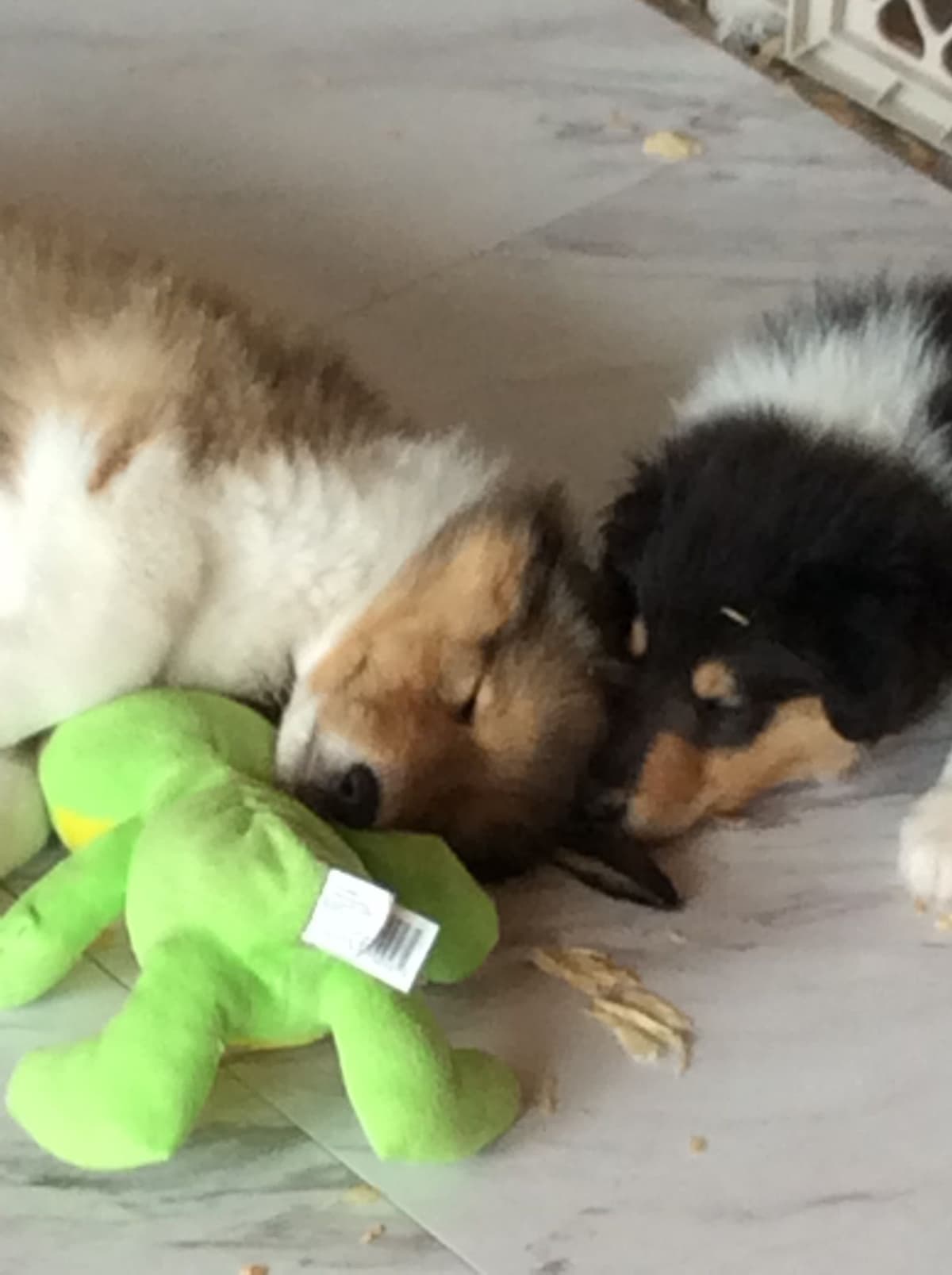 Collie Puppies breeder image 1