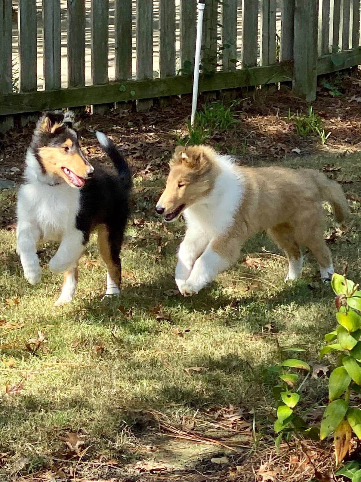 Collie Puppies breeder image 2