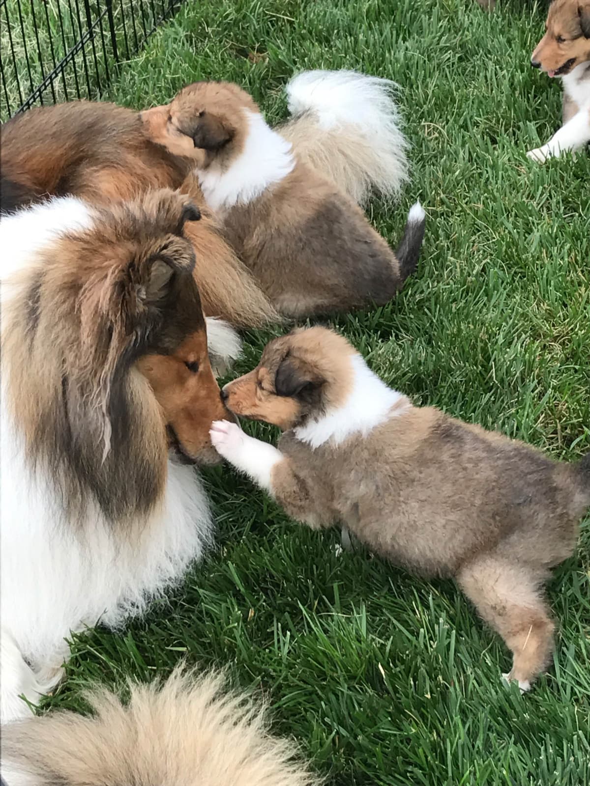 Collie Puppies breeder image 4