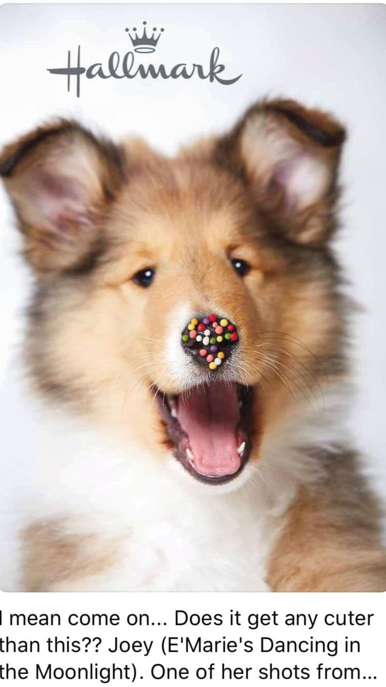 Collie Puppies breeder image 3