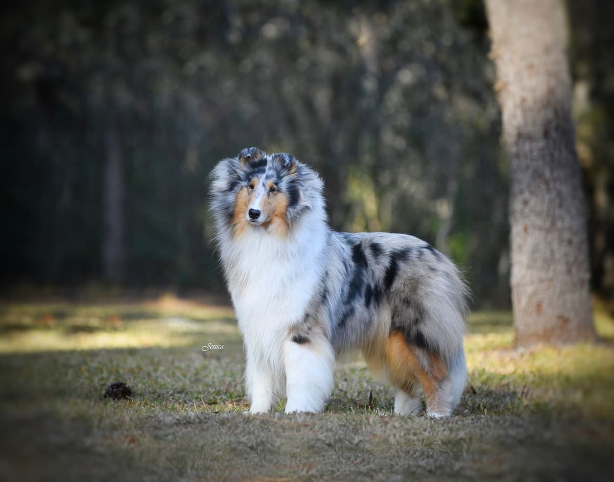 Collie Puppies breeder image 5