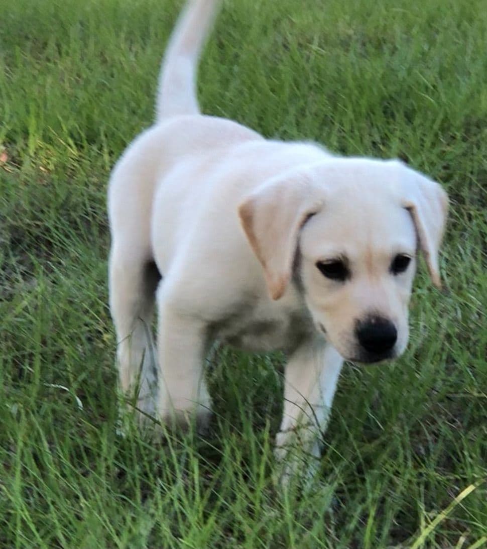 Labrador Retriever Puppies breeder image 11