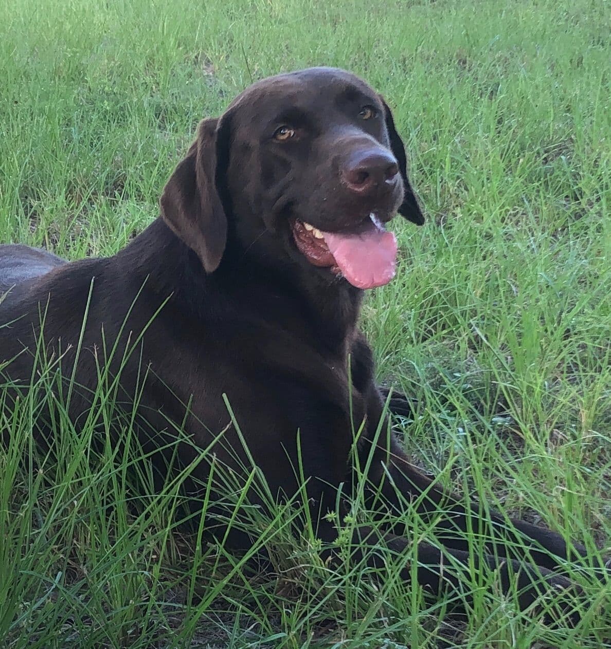 Labrador Retriever Puppies breeder image 6
