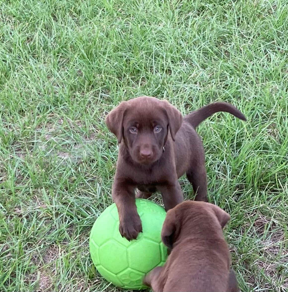 Labrador Retriever Puppies breeder image 12