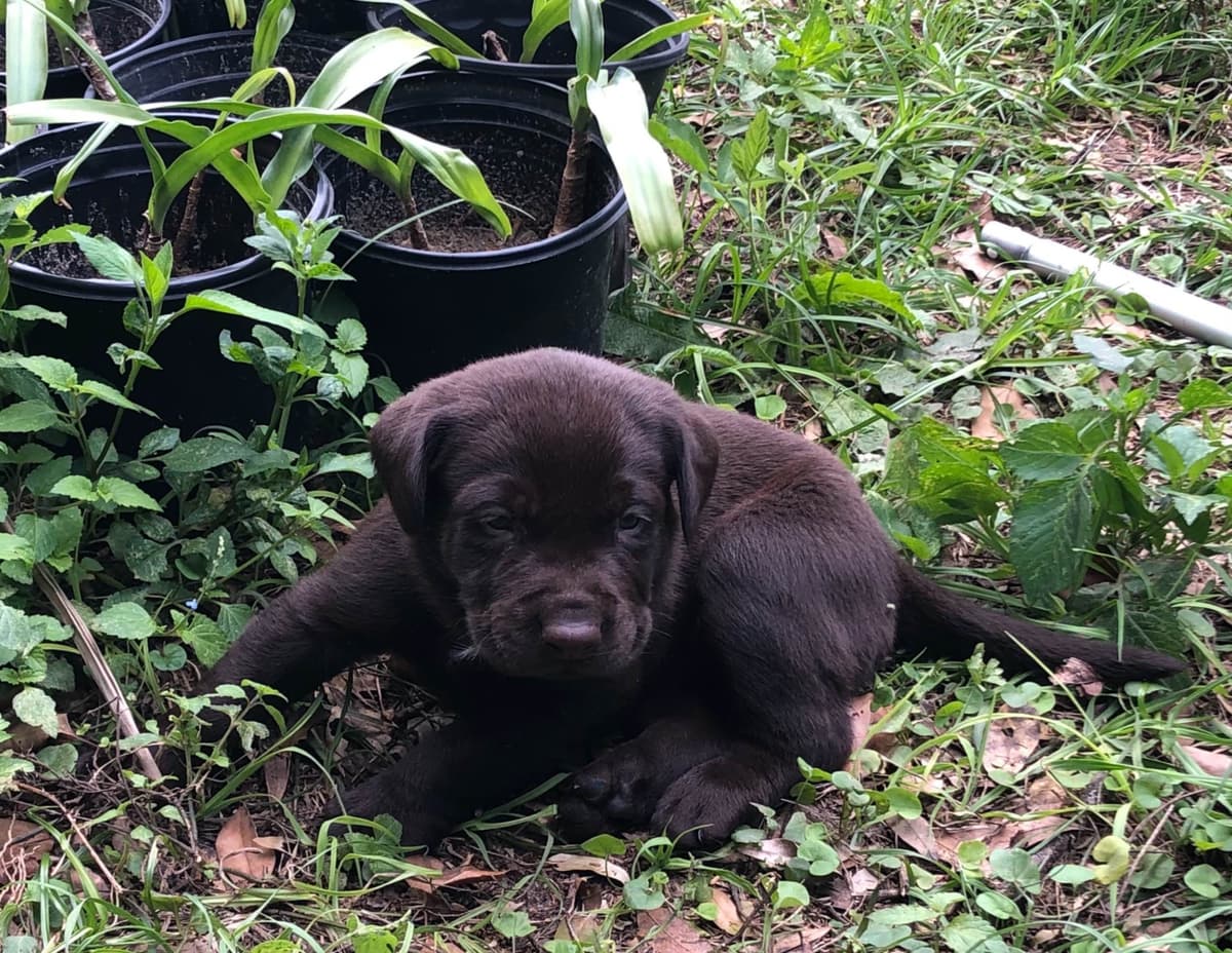 Labrador Retriever Puppies breeder image 8