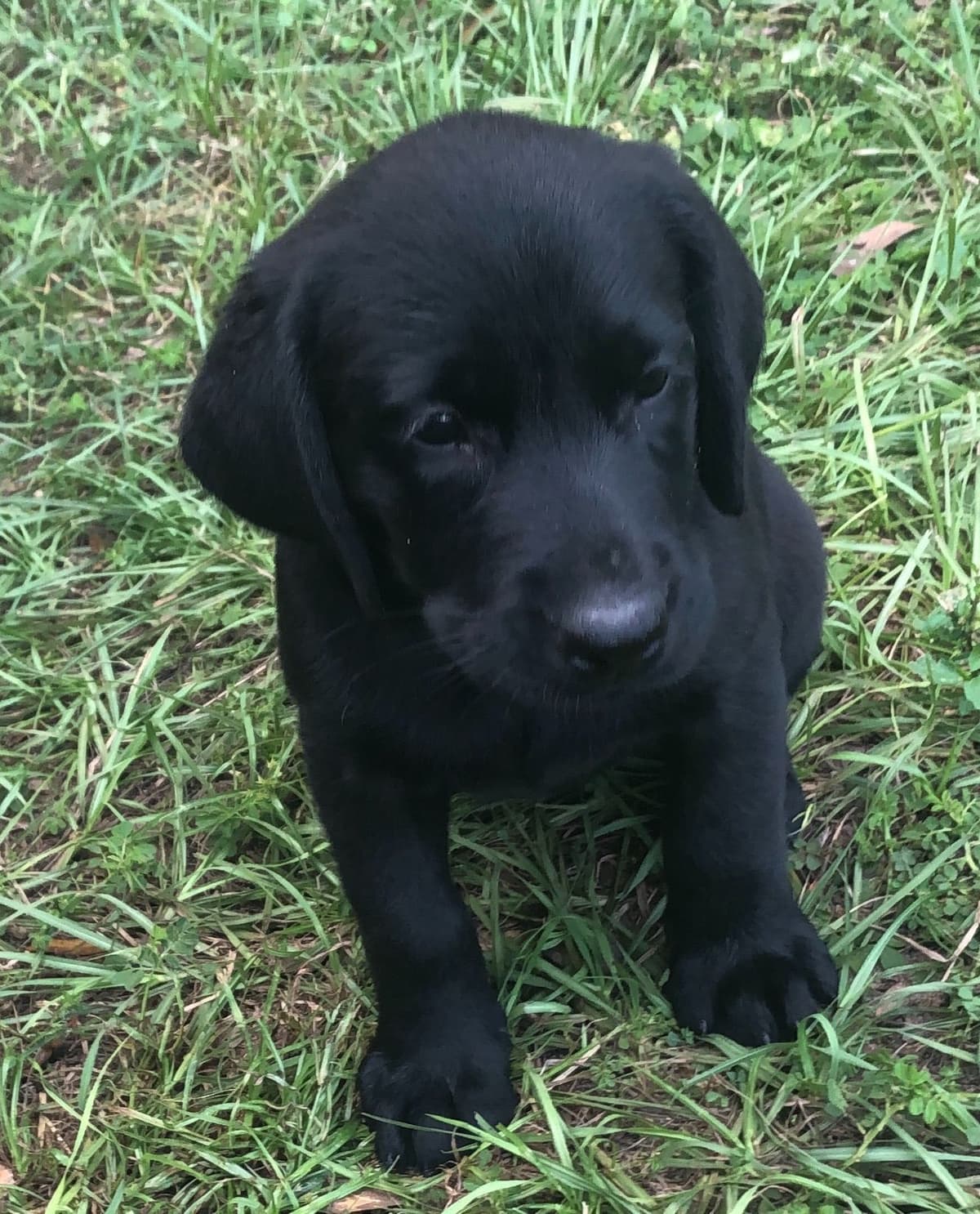 Labrador Retriever Puppies breeder image 14