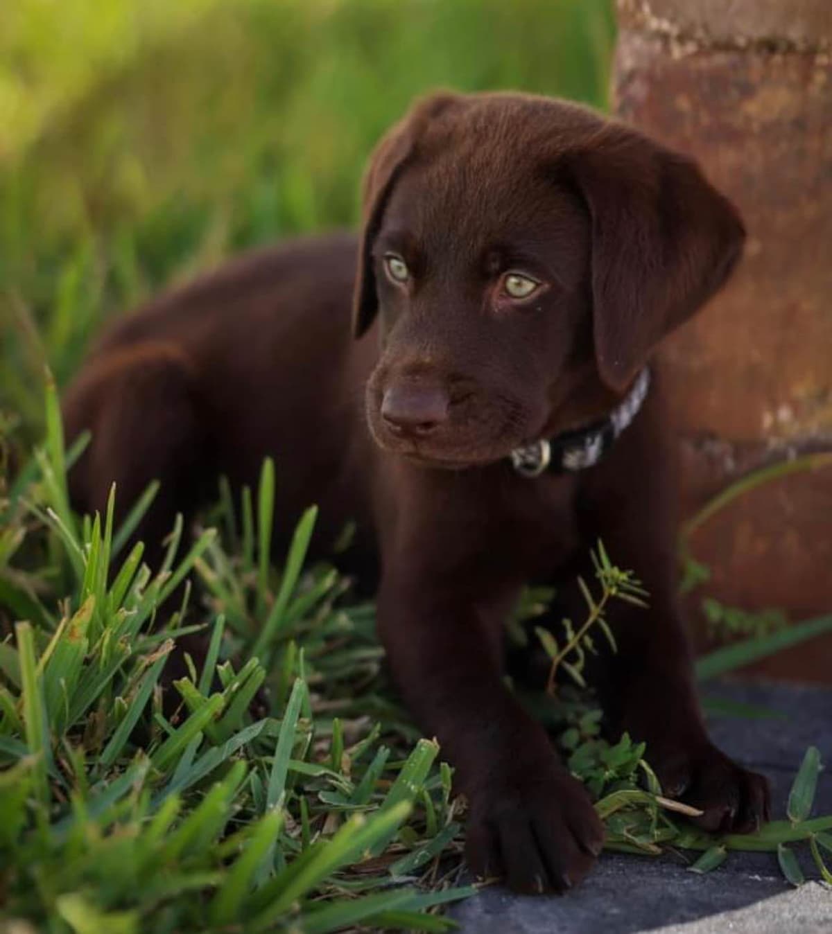 Labrador Retriever Puppies breeder image 10