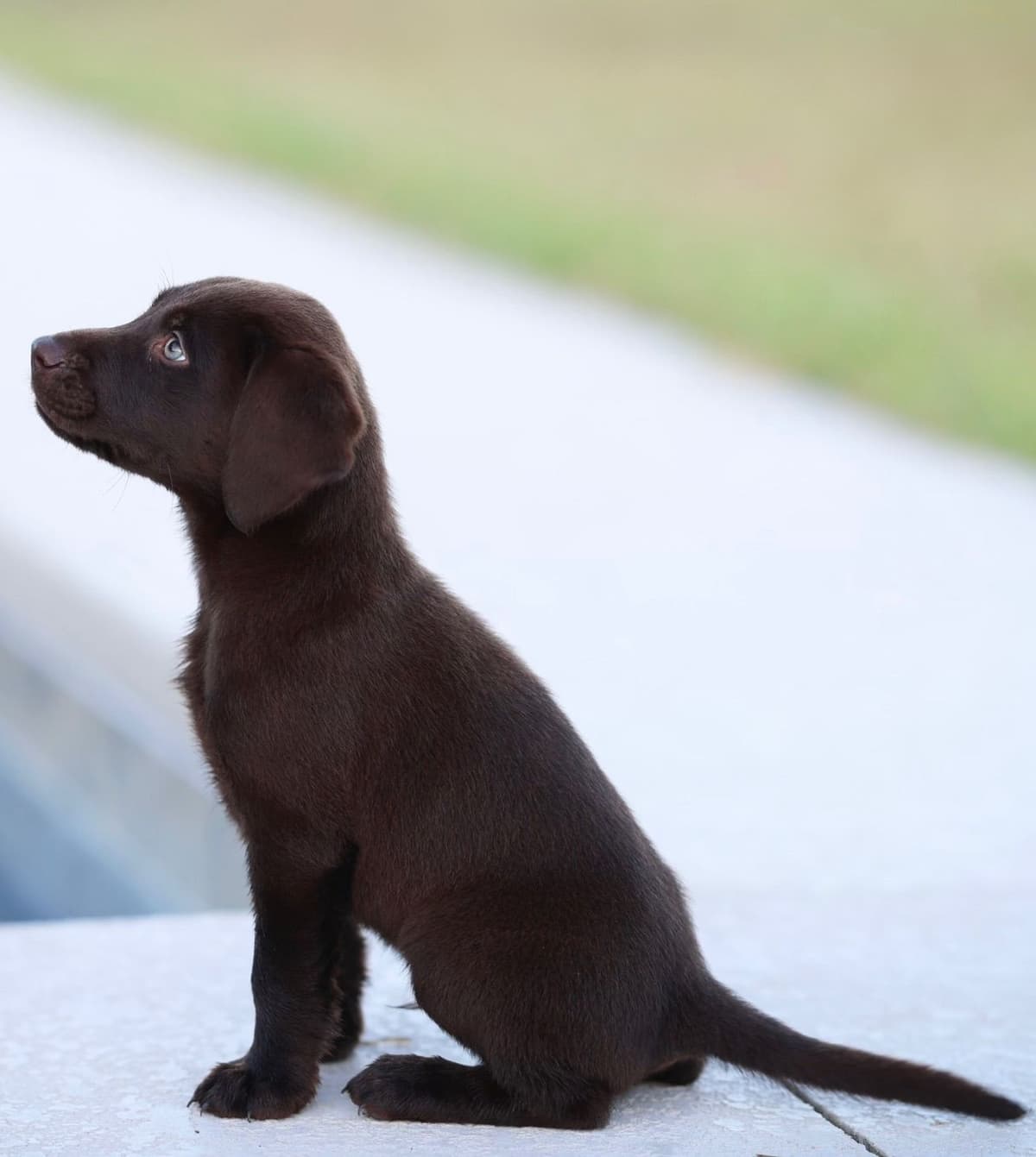 Labrador Retriever Puppies breeder image 13