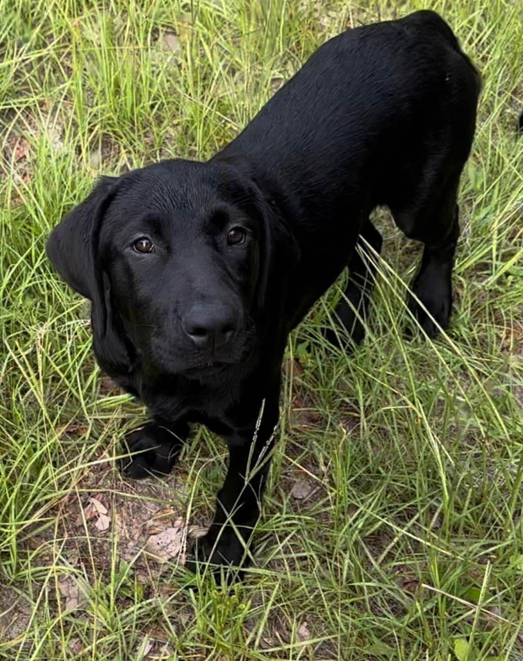 Labrador Retriever Puppies breeder image 15