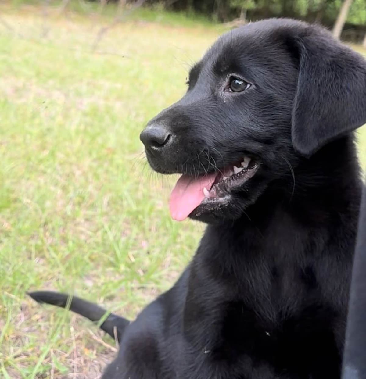 Labrador Retriever Puppies breeder image 17