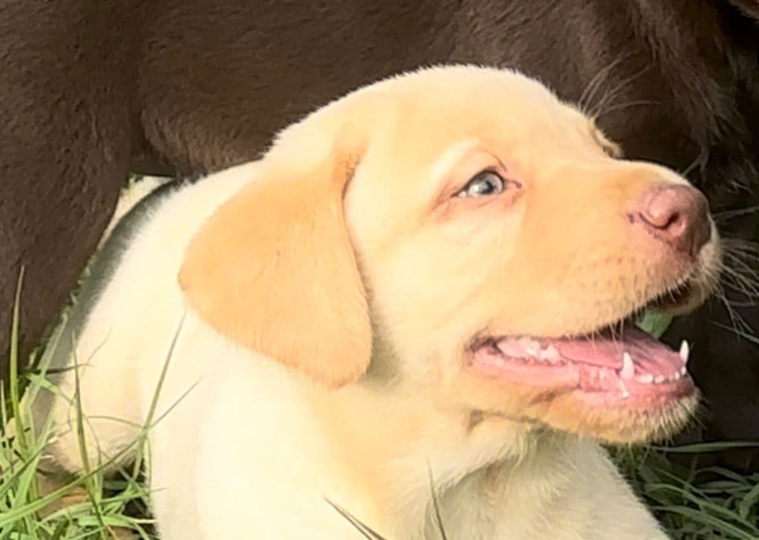Labrador Retriever Puppies breeder image 16
