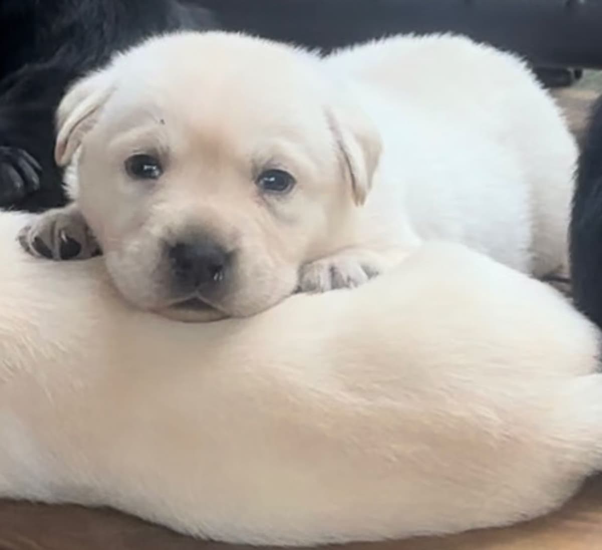 Labrador Retriever Puppies breeder image 20
